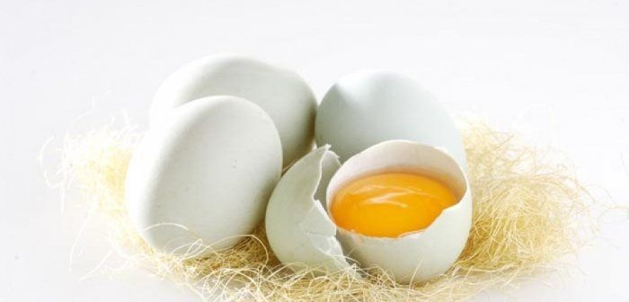 Ini Manfaat Menarik Telur Bebek